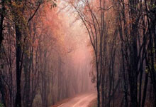 [图]罗伊斯主场谢幕战传射建功 多特最终位列德甲第5.